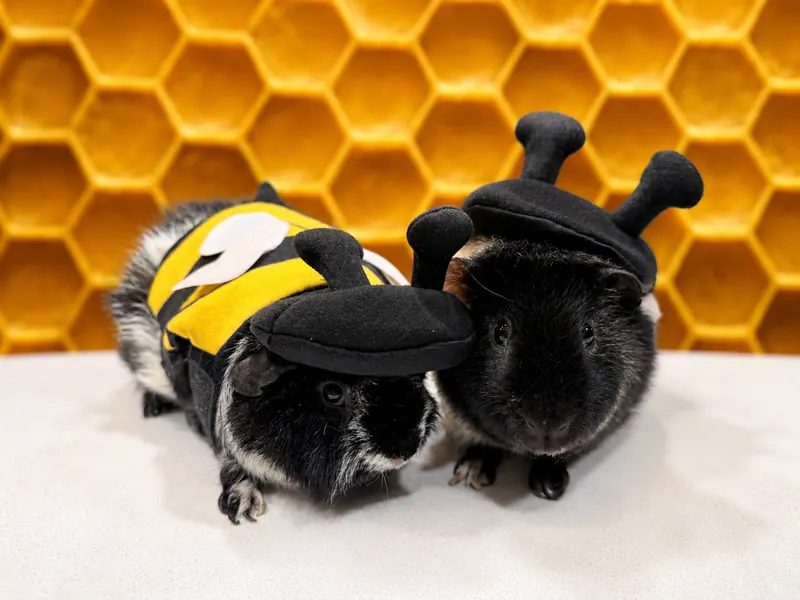 Guinea pigs dressed as bees