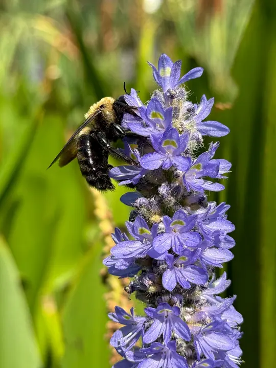 Bee on purple flowers