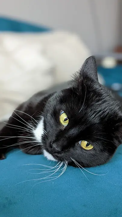 Close portrait of a black-and-white cat