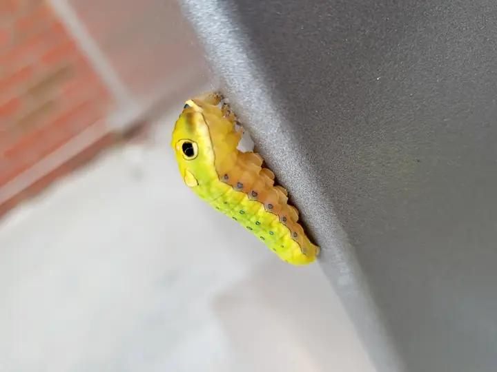 Macro photograph of a brightly colored caterpillar