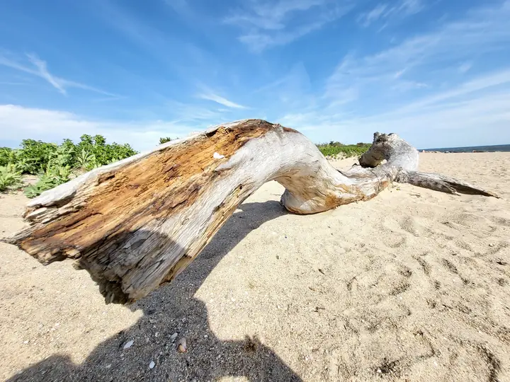 Weathered driftwood on a bright beach