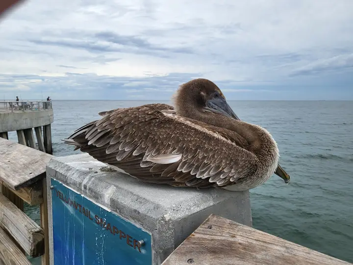 Close view of a resting pelican