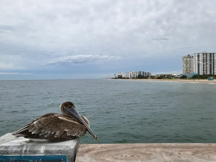 Pelican resting with coastline in the distance