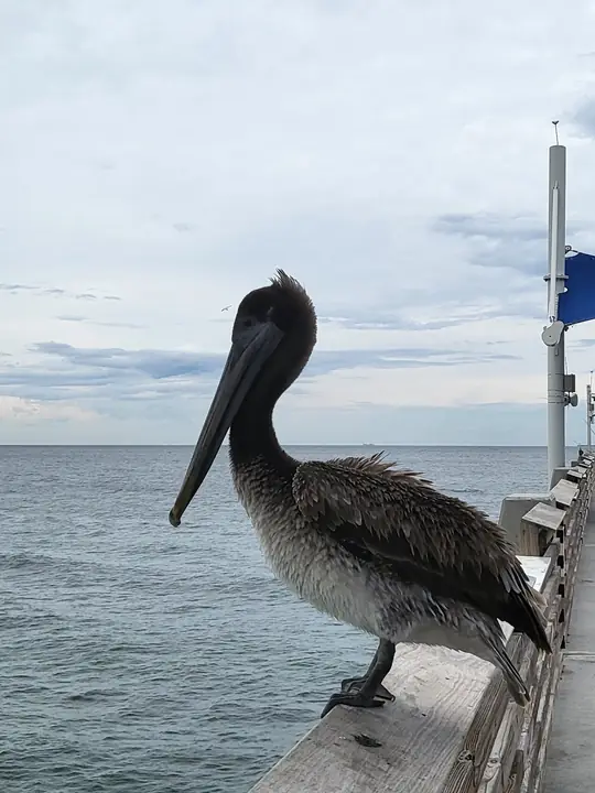 Pelican perched beside the water