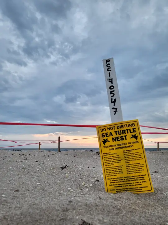 Protected sea turtle nest on a beach